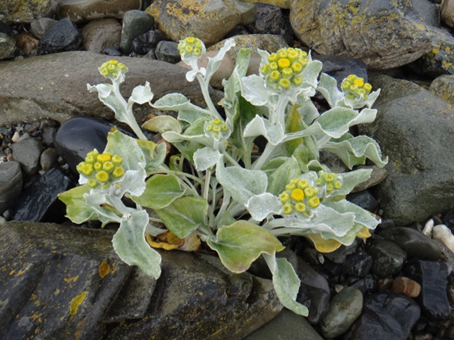 Expedi��o Transpatag�nia