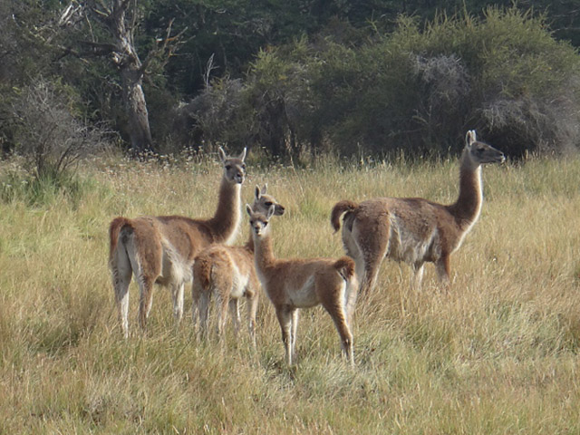 Expedi��o Transpatag�nia