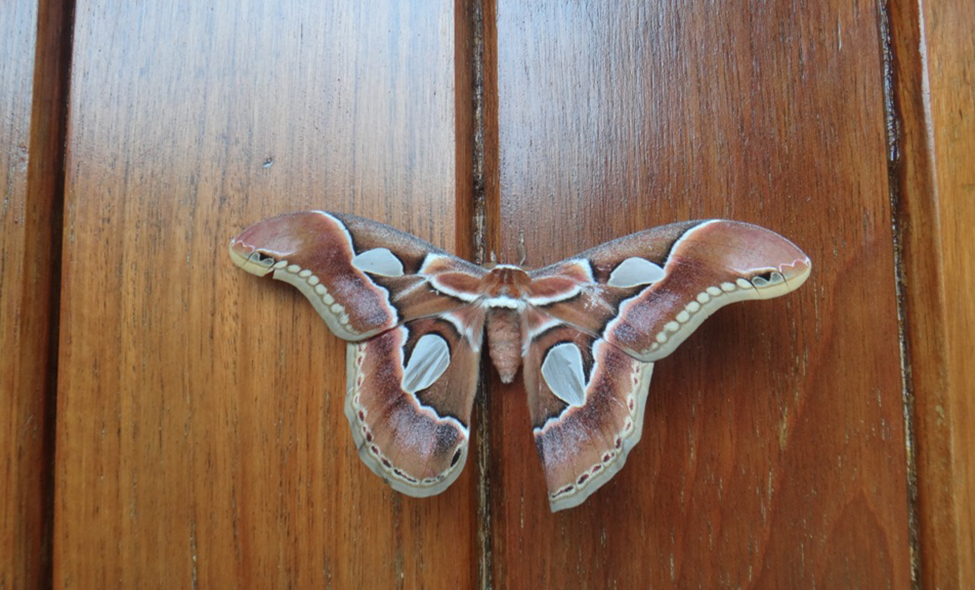 Foto: Guilherme Cavallari