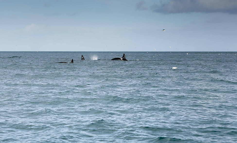 Fotos: Jeffrey Cunningham e Rick Baraff