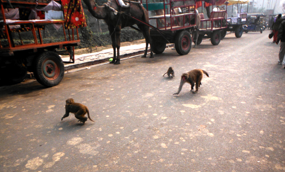 Foto: Pablo Bucciarelli