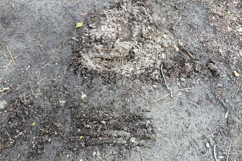 Foto: Rodrigo Raineri