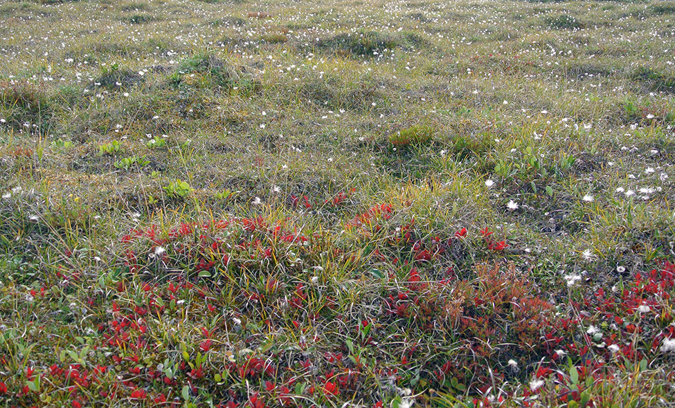 Foto: Thomaz Brandolin