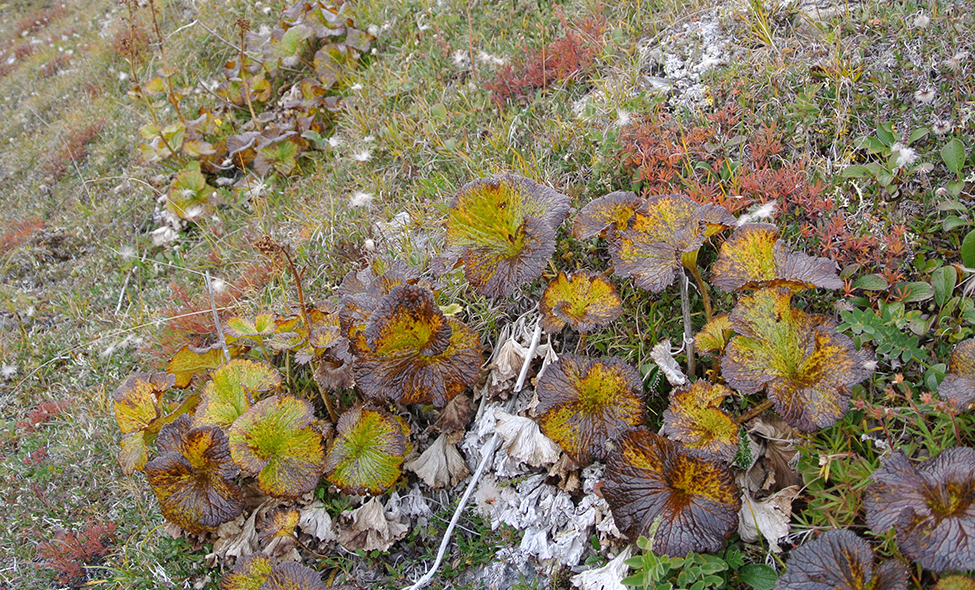 Foto: Thomaz Brandolin