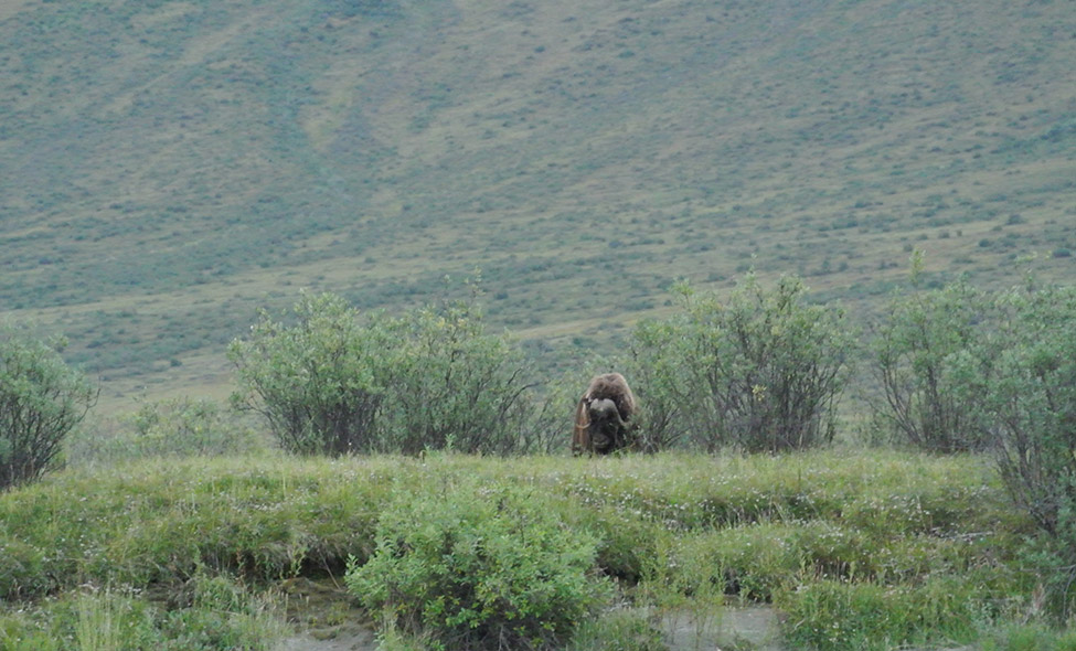Foto: Thomaz Brandolin