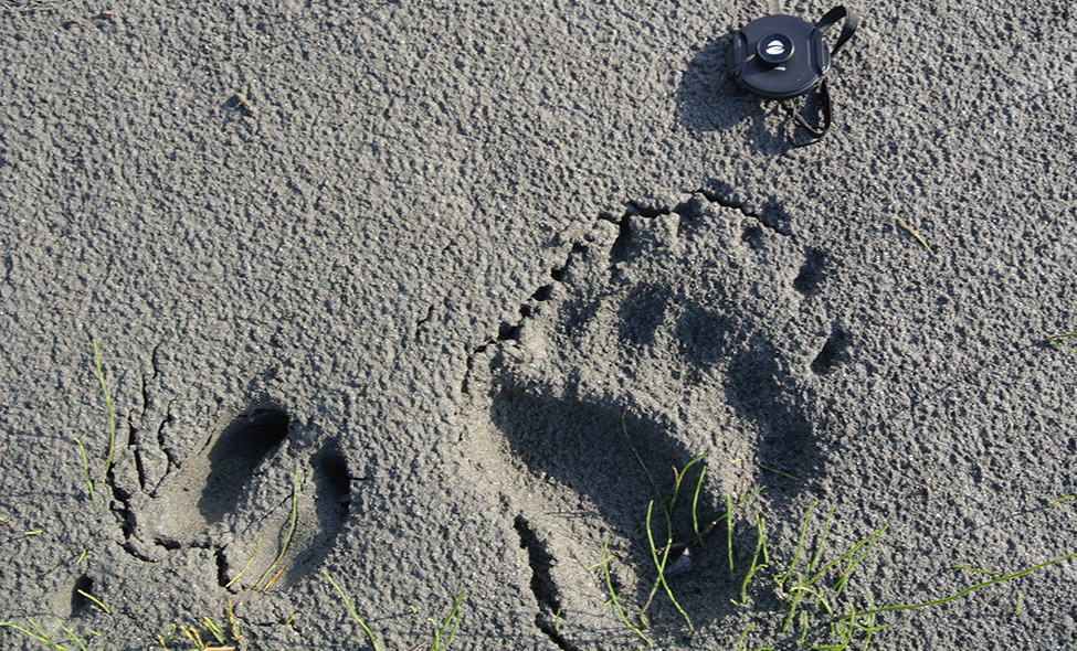 Foto: Thomaz Brandolin