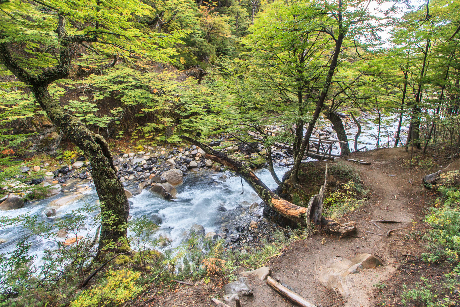 Muitas subidas sob bosque de lengas em direção às Torres. Foto: Tom Alves