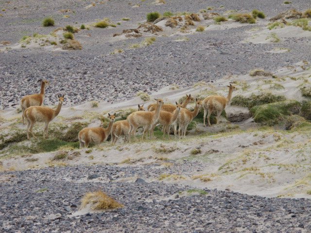 Foto: www.niclevicz.com.br