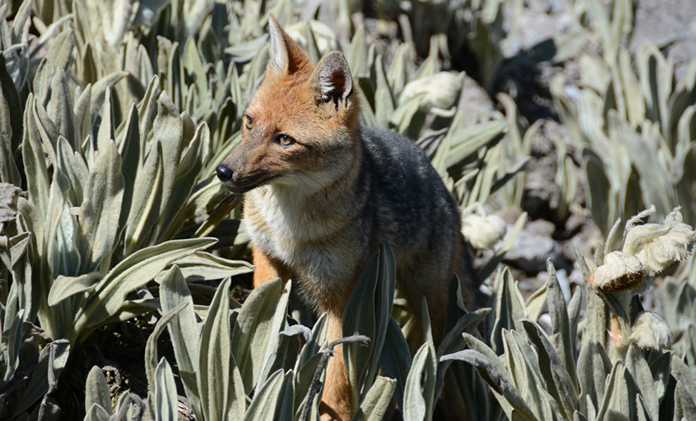 Foto: Waldemar Niclevicz