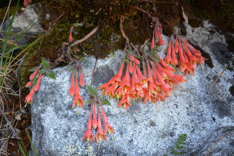 Foto: Waldemar Niclevicz