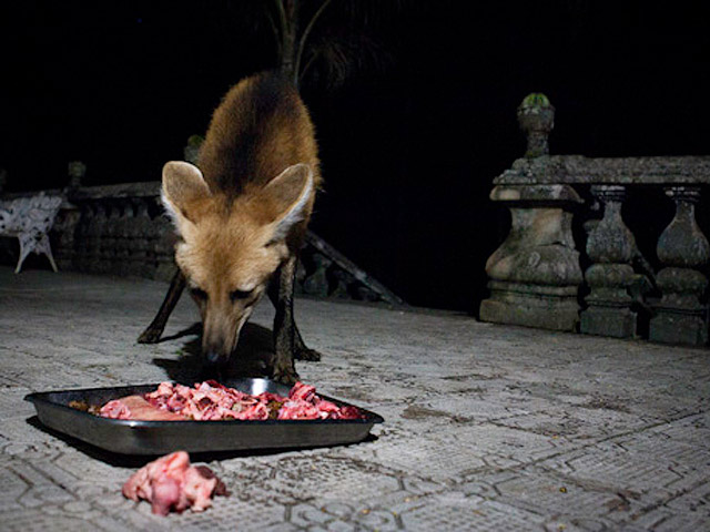 Todas as noites os animais vem comer pedaços de carne deixados pelos padres, uma tradição local que já dura 30 anos. Foto: Flavio Forner / Miramundos