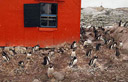 Ilha de Petermann - Pinguins Adelies fazem ninhos ao lado da base de salvamento argentina.