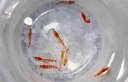 Esta��o Palmer - A for�a vital da Ant�rticao - krill - coletados por um cientista do laborat�rio.