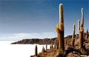 ISLA DEL PESCADO - Ilha com cactus de at 8 metros de altura - Salar Uyuni - Bolivia - 3.700m - Dados tcnicos da foto: ISO 100 - 1/125 - f11 - 18mm - Nikon D200 - 09/06/2006 - 11:23:34