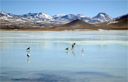LAGUNA BLANCA - Gaviotas na Laguna Blanca - Bolvia - 4.400m - Dados tcnicos da foto: ISO 100 - 1/450s - f5 - 55mm - Nikon D200 - 07/06/2006 - 10:50:08