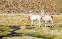 ALPACAS - Um atrativo para os fotgrafos, e sua l e carne so de tima qualidade - San Pedro do Atacama - Chile - 2.500m - Dados tcnicos da foto: ISO 100 - 1/250s - f8 - 70mm - Nikon D200 - 06/06/2006 - 10:52:23