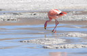 O flamingo-andino (Phoenicopterus andinus) � uma das quatro esp�cies de flamingos existentes na Am�rica do Sul. Habita certas �reas da Cordilheira dos Andes, como a Puna de Atacama e no altiplano. Alimenta-se de algas e pequenos crust�ceos que d�o �s suas penas a colora��o avermelhada, e que encontra em lagos de �gua doce e lagunas de �gua salgada, notavelmente na laguna Colorada.