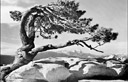 Yosemite - Ansel Adams encantou o mundo ao transportar para o P&B toda fora e beleza da natureza.