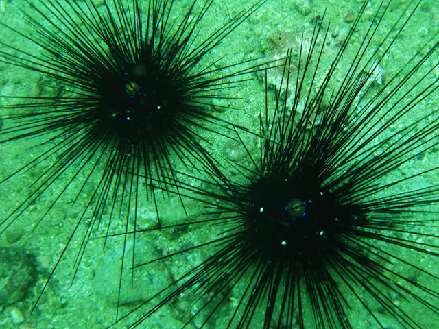 Mergulho em Nha Trang