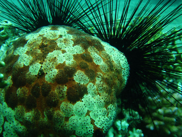 Mergulho em Nha Trang