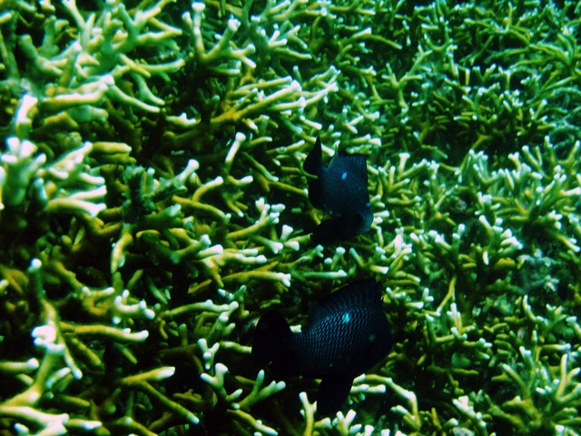 Mergulho em Nha Trang