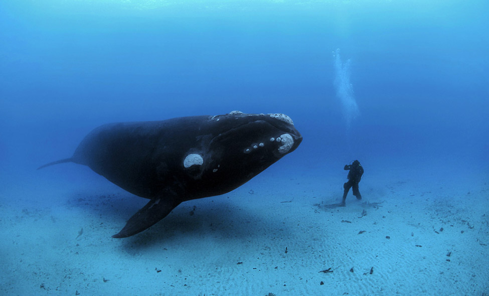 Foto: Brian Skerry