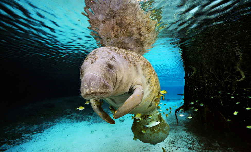Foto: Brian Skerry