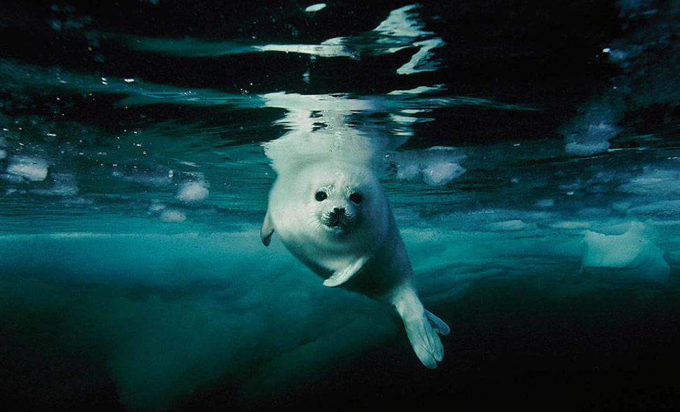 Foto: Brian Skerry