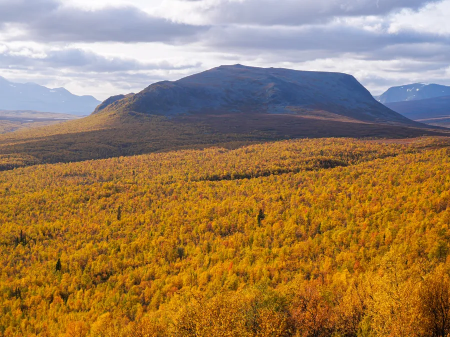 Floresta dourada e montanhas da Lapônia